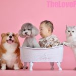 https://thelovepet.com/