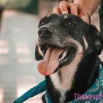 https://thelovepet.com/